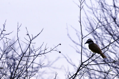35cooks_129greatkiskadee.jpg