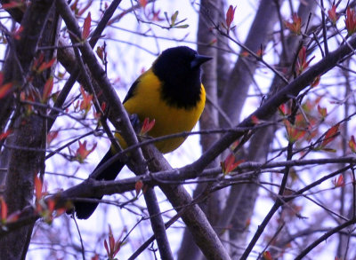 35cooks_134audubonsoriole.jpg
