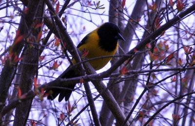 35cooks_138audubonsoriole.jpg