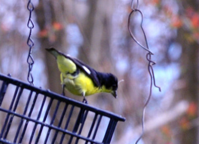 35cooks_143lessergoldfinch.jpg