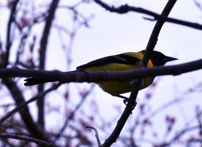 35cooks_144audubonsoriole.jpg