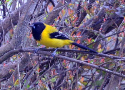 35cooks_146audubonsoriole.jpg