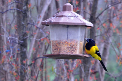 35cooks_152audubonsoriolezzzzzzzzz.jpg
