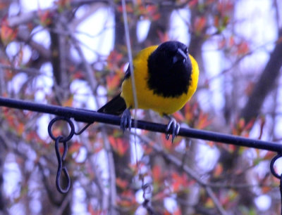 35cooks_162audubonsoriole.jpg