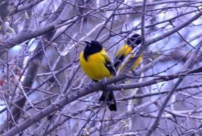 35cooks_169audubonsoriole2.jpg