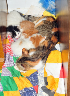 36cooks_004kittens3.jpg