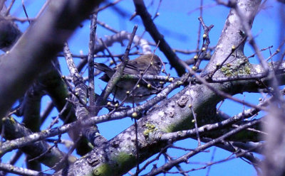36cooks_032yellowrumped.jpg