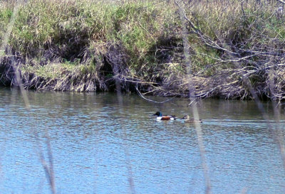 36cooks_041nshoveler.jpg