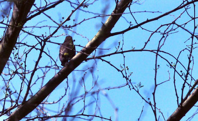 36cooks_052yellowrumped.jpg