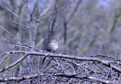 36cooks_054sparrow.jpg
