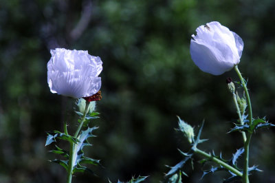 36cooks_092poppy.jpg