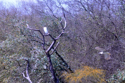 36cooks_110magictree.jpg