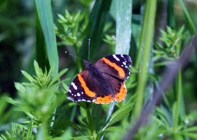 36cooks_113redadmiral.jpg