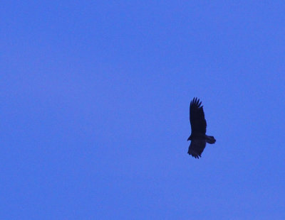 36cooks_120turkeyvulture.jpg