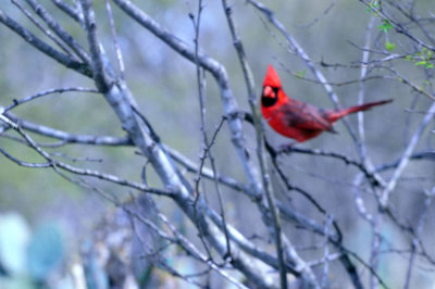 36cooks_124ncardinal.jpg