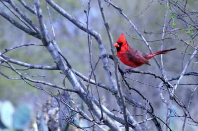 36cooks_126ncardinal.jpg