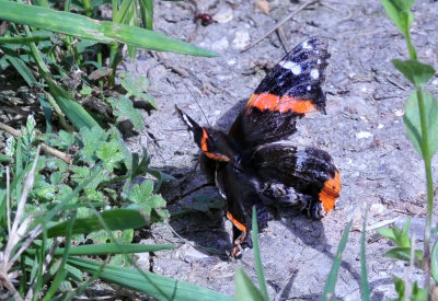 36cooks_133redadmiral.jpg