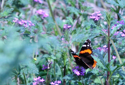 36cooks_138redadmiral.jpg