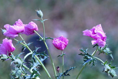 36cooks_144pinkpoppy.jpg