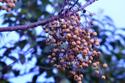 37countyneals_003berriesYard.jpg