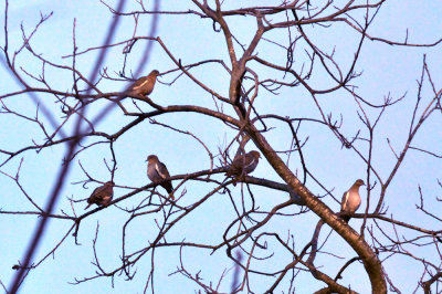 37countyneals_007whitewingeddoves.jpg