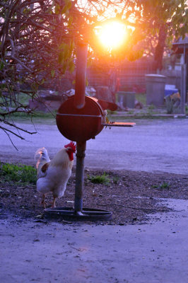 37countyneals_011frontyard.jpg