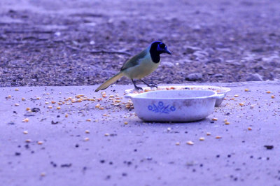 37countyneals_027greenjay.jpg