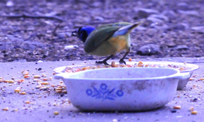 37countyneals_028greenjay.jpg