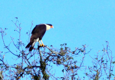 37countyneals_053crestedcaracara.jpg