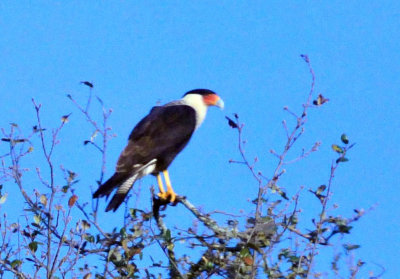 37countyneals_057crestedcaracara.jpg