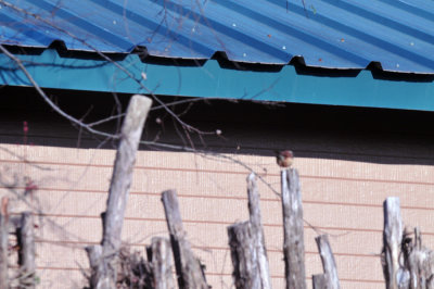 37countyneals_066carolinawren.jpg