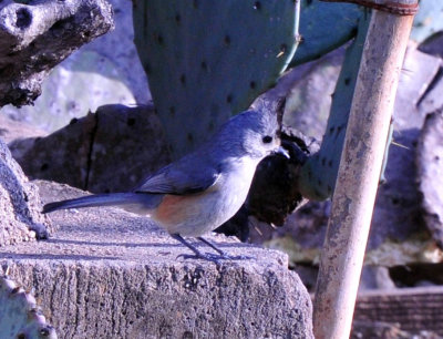 37countyneals_071blackcrestedtitmouse.jpg
