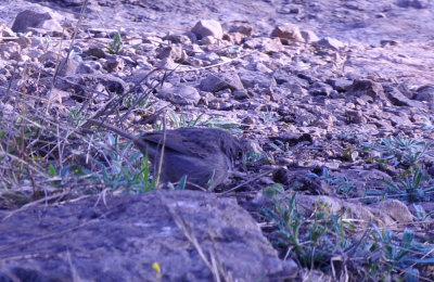 37countyneals_087rufouscrownedsparrow.jpg