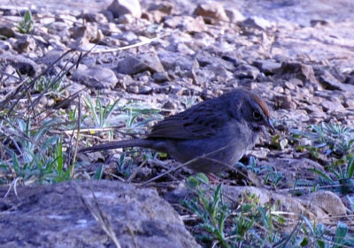 37countyneals_091rufouscrownedsparrow.jpg