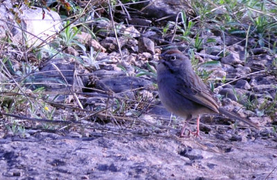 37countyneals_105rufouscrownedsparrow.jpg