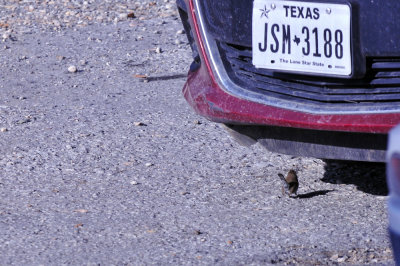 37countyneals_114wren.jpg