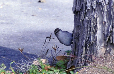 37countyneals_121bewicks.jpg