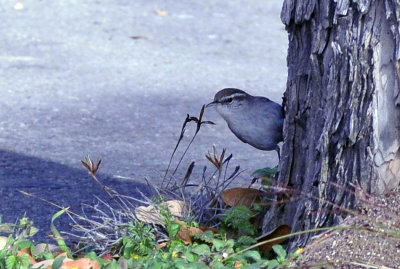 37countyneals_122bewicks.jpg