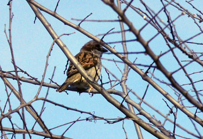 37countyneals_132housesparrow.jpg