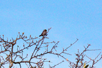 37countyneals_137huttons.jpg