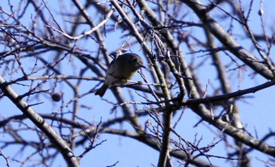 37countyneals_156huttons.jpg