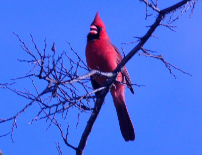 37countyneals_170cardinal.jpg