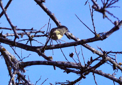 37countyneals_183huttons.jpg