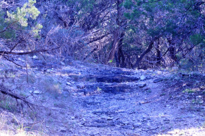 37countyneals_189goldencheekhabitat.jpg