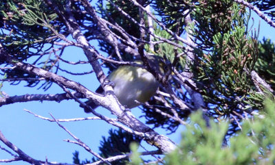 37countyneals_192huttons.jpg