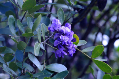 37countyneals_201texasmoutainlaurel.jpg