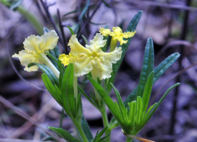 37countyneals_203yellow.jpg