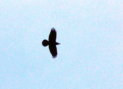 37countyneals_214commonraven.jpg