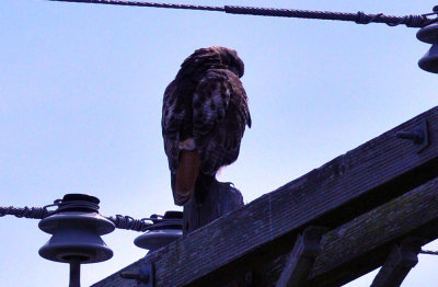 37countyneals_219redtail.jpg