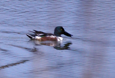 38cooks_015nshoveler.jpg